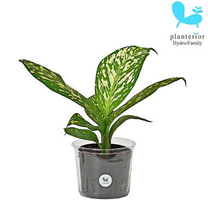 ϗtA nChJ`[ c fBtFoLA zCgGgi LTCY 9pC 3