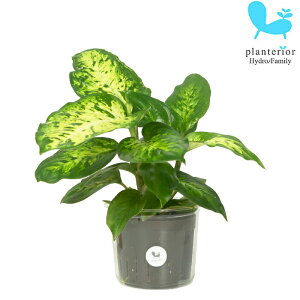 ϗtA nChJ`[ c fBtFoLA TuC LTCY 9pC 3