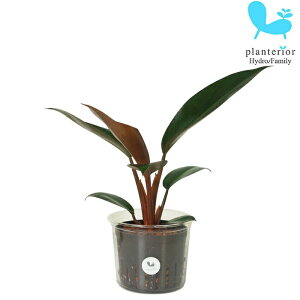 �ϗt�A�� �n�C�h���J���`���[ �t�B���f���h���� ���W���R���S L�T�C�Y 9�p�C 3��