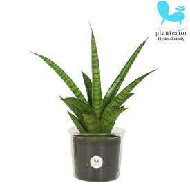 観葉植物 ハイドロカルチャー 苗 サンスベリア パゴダ Lサイズ 9パイ 3寸