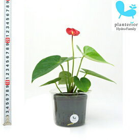 観葉植物 ハイドロカルチャー 苗 アンスリウム Lサイズ 9パイ 3寸