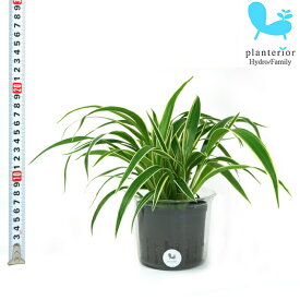 観葉植物 ハイドロカルチャー 苗 シャムオリヅルラン Lサイズ 9パイ 3寸