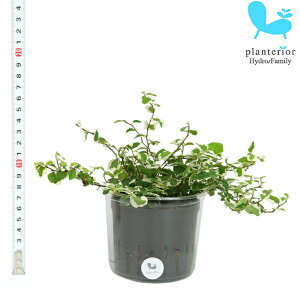観葉植物 ハイドロカルチャー 苗の人気商品 通販 価格比較 価格 Com