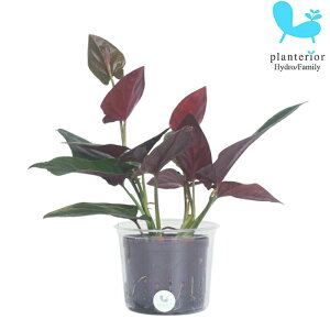 シンゴニウム 観葉植物の人気商品 通販 価格比較 価格 Com シンゴニウム 観葉植物の人気商品 通販 価格比較 価格 Com
