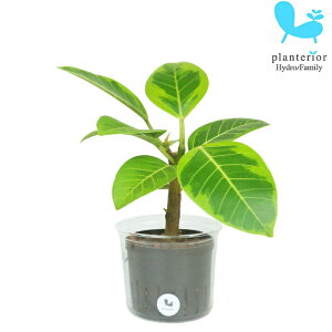 ϗtA nChJ`[ c tBJX AeV} LTCY 9pC 3