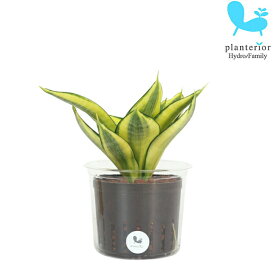 楽天市場 サンスベリア ゴールデン ハニーの通販