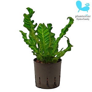 ϗtA nChJ`[ c AXvjE Ru