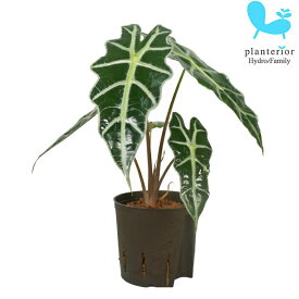 観葉植物 ハイドロカルチャー 苗 アロカシア アマゾニカ ドワーフ 13パイ