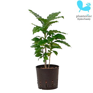 �ϗt�A�� �n�C�h���J���`���[ �c �R�[�q�[�m�L 13�p�C