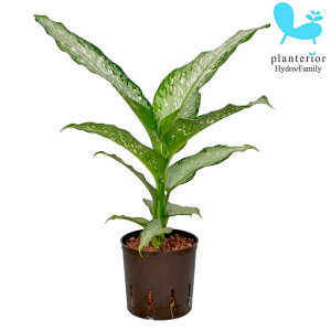 ϗtA nChJ`[ c fBtFoLA eBL 13pC