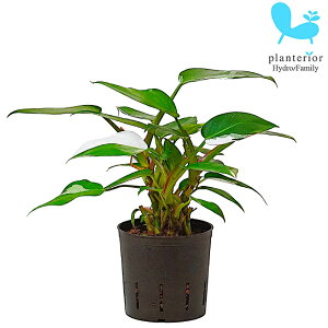 �ϗt�A�� �n�C�h���J���`���[ �c �t�B���f���h���� �z���C�g�v�����Z�X 13�p�C