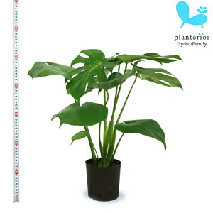観葉植物 ハイドロカルチャー モンステラの人気商品 通販 価格比較 価格 Com