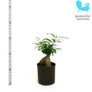 �ϗt�A�� �n�C�h���J���`���[ �c �K�W���}�� 13�p�C