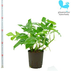 観葉植物 ハイドロカルチャー モンステラの人気商品 通販 価格比較 価格 Com