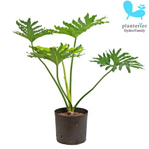 ϗtA nChJ`[ c tBfh Z[ 22pC