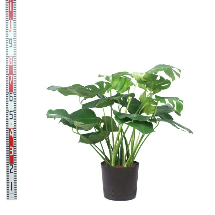 楽天市場】観葉植物 ハイドロカルチャー 苗 モンステラ 22パイ 