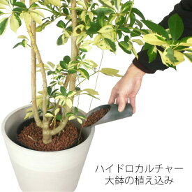 楽天市場 ハイドロカルチャー 観葉植物 大の通販