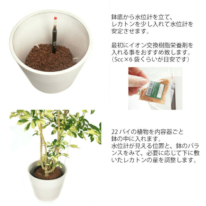 楽天市場 観葉植物 ハイドロカルチャー 苗 フランスゴム 22パイ タノシミドリ