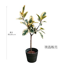 現品販売 フィカス ティネケ 22パイ 水位計つき大鉢セット ハイドロカルチャー 観葉植物 ゴムの木