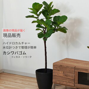 i̔ 22pC ʌv唫Zbg nChJ`[ 1_ Jo[t  tBJX [^ JVoS