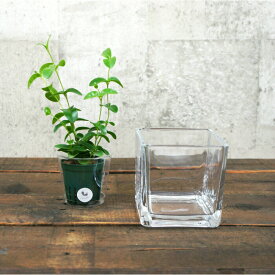 【器】 ガラス ブロックLL（100） ハイドロカルチャー 向き