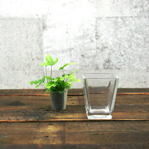 �y��z �K���X �X�N�G�AS�i65�j �n�C�h���J���`���[ ����