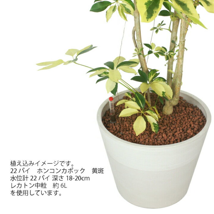 楽天市場 器 ストーンウッドポット 13e30 ホワイト 観葉植物 ハイドロカルチャー 22パイ 向き 13e30 タノシミドリ