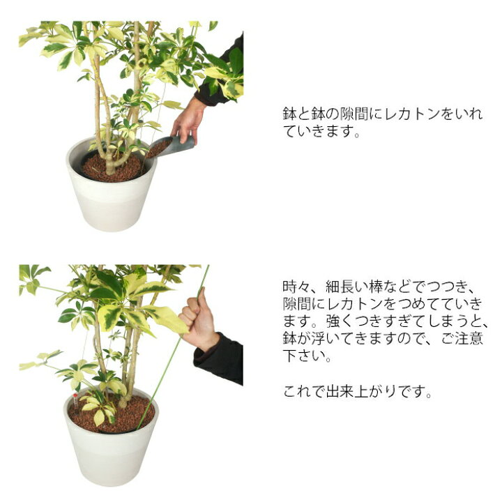 楽天市場 器 ストーンウッドポット 13e30 ホワイト 観葉植物 ハイドロカルチャー 22パイ 向き 13e30 タノシミドリ