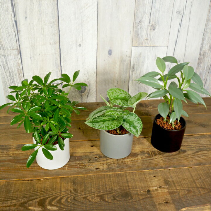 楽天市場 器 モノトーン90 観葉植物 ハイドロカルチャー 向き タノシミドリ