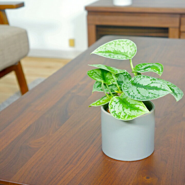 楽天市場 器 モノトーン90 観葉植物 ハイドロカルチャー 向き タノシミドリ