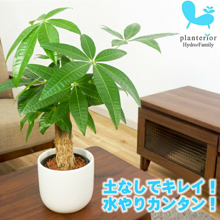 楽天市場 パキラ 送料込み 水やり簡単 ハイドロカルチャー 水位計つき モノトーン130陶器鉢セット タノシミドリ