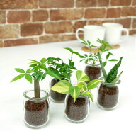観葉植物 【パキラ シェフレラ サンスベリア ほか、植物が選べる】ハイドロカルチャー ミニ観葉 ミルクグ…