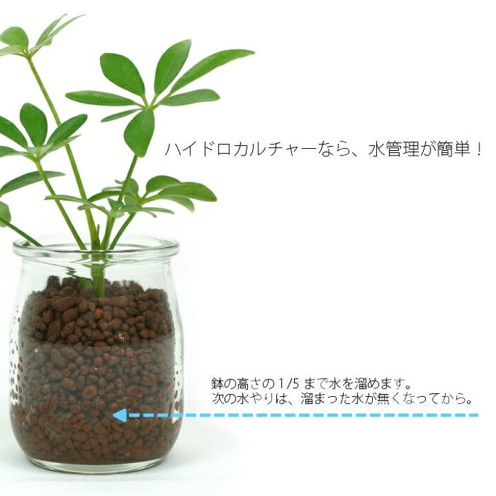 楽天市場 観葉植物 パキラ シェフレラ サンスベリア ほか 植物が選べる ハイドロカルチャー ミニ観葉 ミルクグラス植物セット タノシミドリ