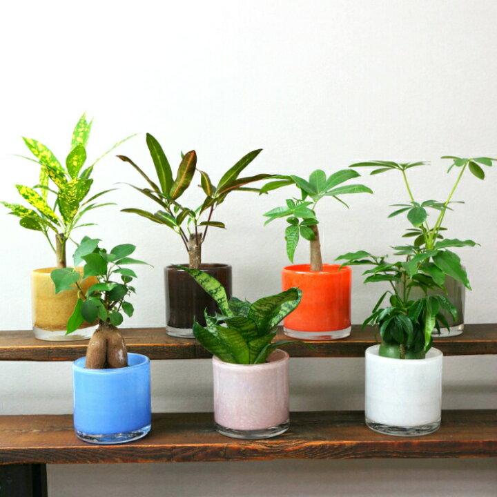 楽天市場 観葉植物 パキラ シェフレラ サンスベリア ほか いろいろ選べる ミスティラウンド 植物セット 水位計付き ハイドロカルチャー タノシミドリ