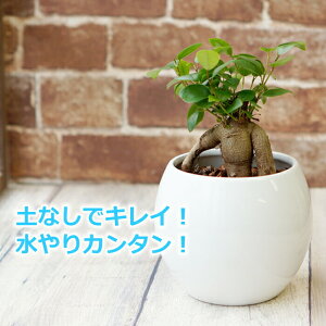 観葉植物 水位計の通販 価格比較 価格 Com