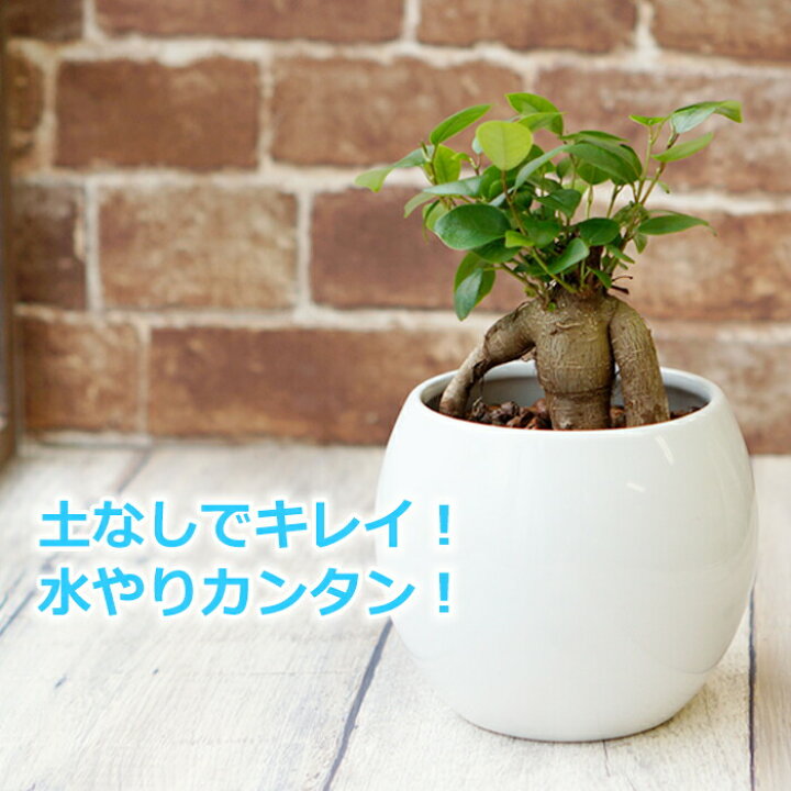 楽天市場 ガジュマル 多幸の木 水やり簡単 ハイドロカルチャー 水位計つき ピュアボウルll陶器鉢セット タノシミドリ