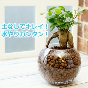 ハイドロカルチャー 木の人気商品 通販 価格比較 価格 Com