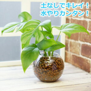 観葉植物 ハイドロボールの人気商品 通販 価格比較 価格 Com