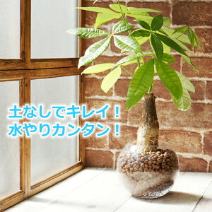 パキラ ハイドロカルチャーの人気商品 通販 価格比較 価格 Com
