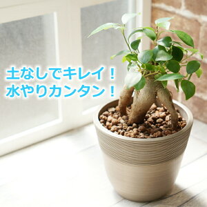 観葉植物 水位計の通販 価格比較 価格 Com