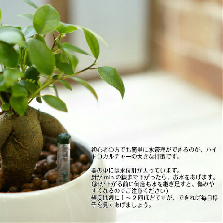 楽天市場 ガジュマル 観葉植物 ハイドロカルチャー 鉢色が選べる ストーンウッドポットｌ 水位計付き タノシミドリ