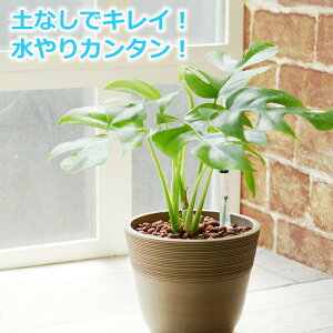 観葉植物 ハイドロカルチャー モンステラの人気商品 通販 価格比較 価格 Com