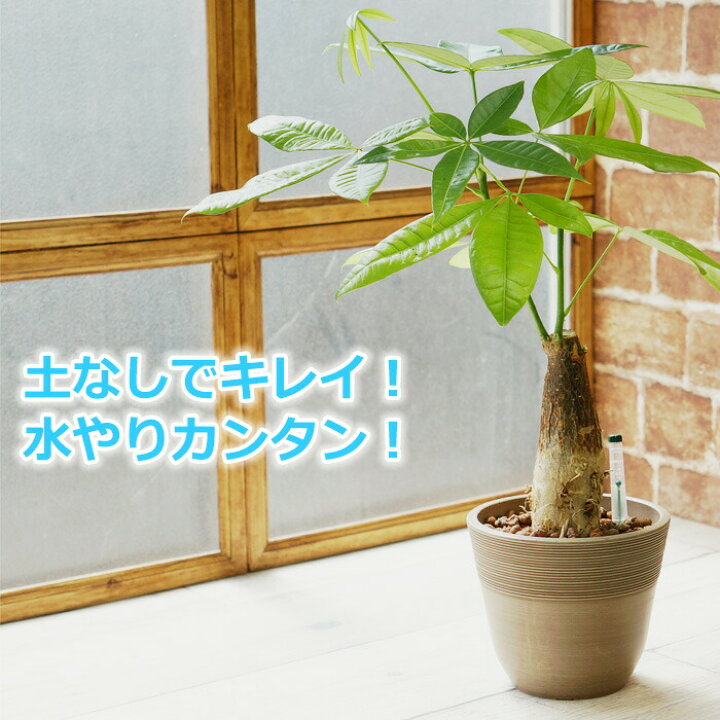 楽天市場 パキラ 観葉植物 ハイドロカルチャー 鉢色が選べる ストーンウッドポットｌ 水位計付き タノシミドリ