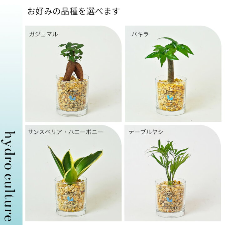 観葉植物 ミニ 3種セット ガジュマル パキラ サンスベリア ミリオン 