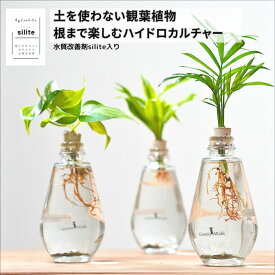 観葉植物【テーブルヤシ オキシカラジウム サンデリアーナ ハツユキズラ】ハイドロカルチャー アクアルーツ イルミネーション si silite シリット ミニ観葉