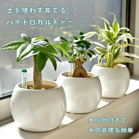 観葉植物 【パキラ ガジュマル サンスベリア ポトス ほか、植物が選べる】 ハイドロカルチャー ミニ観葉 バルーン ＆ シリンダー 陶器鉢 ゼオライト 植え 植物 セット