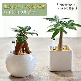 土を使わない 観葉植物 【パキラ ガジュマル サンスベリア ポトス アロマティカス、植物が選べる】 ハイドロカルチャー ミニ観葉 バルーン ＆ シリンダー 陶器鉢 ゼオライト 植え 植物 セット