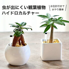 観葉植物 ハイドロカルチャー ガジュマル パキラ アロマティカス サンスベリア アグラオネマ 種類が選べる ミニ観葉 バルーン ＆ キューブ ゼオライト植え 陶器鉢 セット 土を使わない ギフト 本物 水耕栽培 室内
