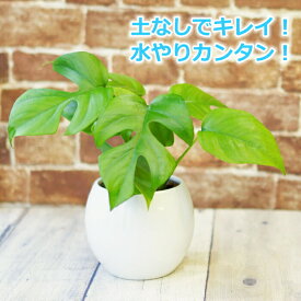 ヒメモンステラ 送料込み 水やり簡単！ ハイドロカルチャー 水位計つき ピュアボウルLL陶器鉢セット