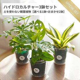 【土を使わない】 観葉植物 ハイドロカルチャー 苗 ハイドロポットM 6パイ 3鉢 セット 福袋 虫がわきにくい 水やり簡単 パキラ ガジュマル サンスベリア ミニ 室内 おしゃれ 初心者 鉢 卓上 ギフト プレゼント 農場直送 送料無料